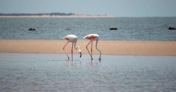 Mozambique photo